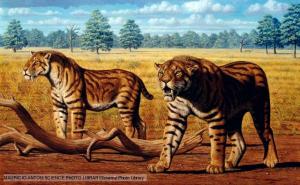 Strangely, it seems smilodons were unable to actually smile.  Biologists are strange. Image from BBC