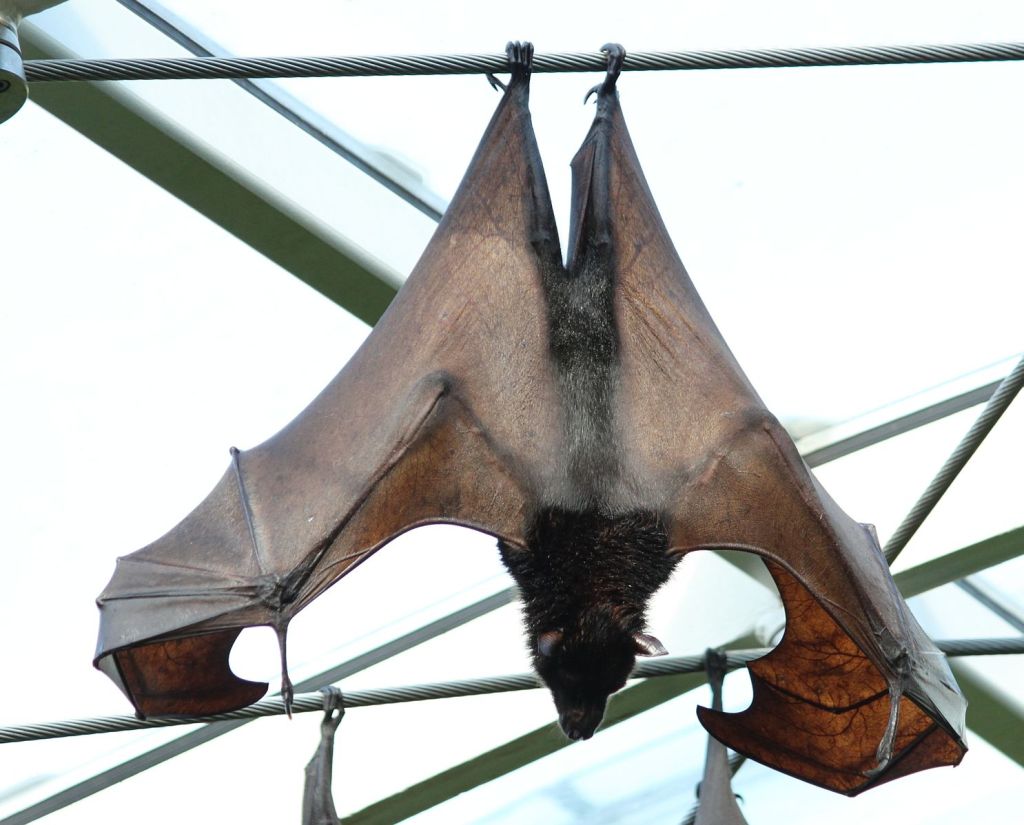 An example of a Megabat, waiting for Comissioner Gordon to turn on the signal. Photo by Gerwin Sturm