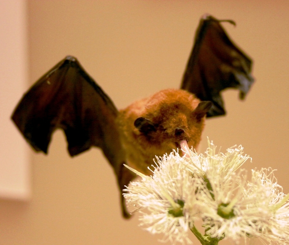 Stealth bats.  Also happen to have the fastest metabolism of any known mammal. Photo by Ryan Somma