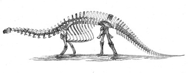 Brontosaurus_skeleton_1880s