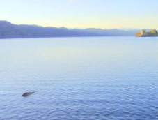 Still not a sea monster, 2012.  Photo by George Edwards