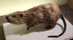 A Rodent of Unusual Size, the (now extinct) Tenerife Giant Rat. Image by Wikimedia user M0rph