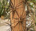 Spines (modified leaves) from a Pereskia grandifolia (aka rose cactus) plant
