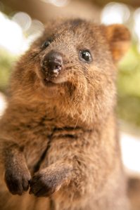 Quokka Cute