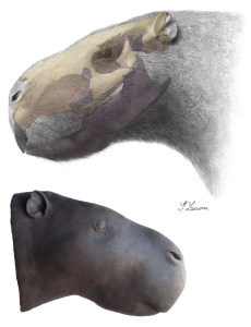 Reconstruction of head