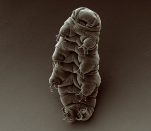 Tardigrade 1