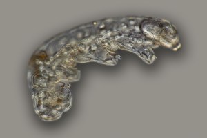 Why won't you die!? Image by Frank Fox