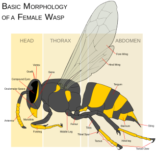 Wasp_morphology.svg