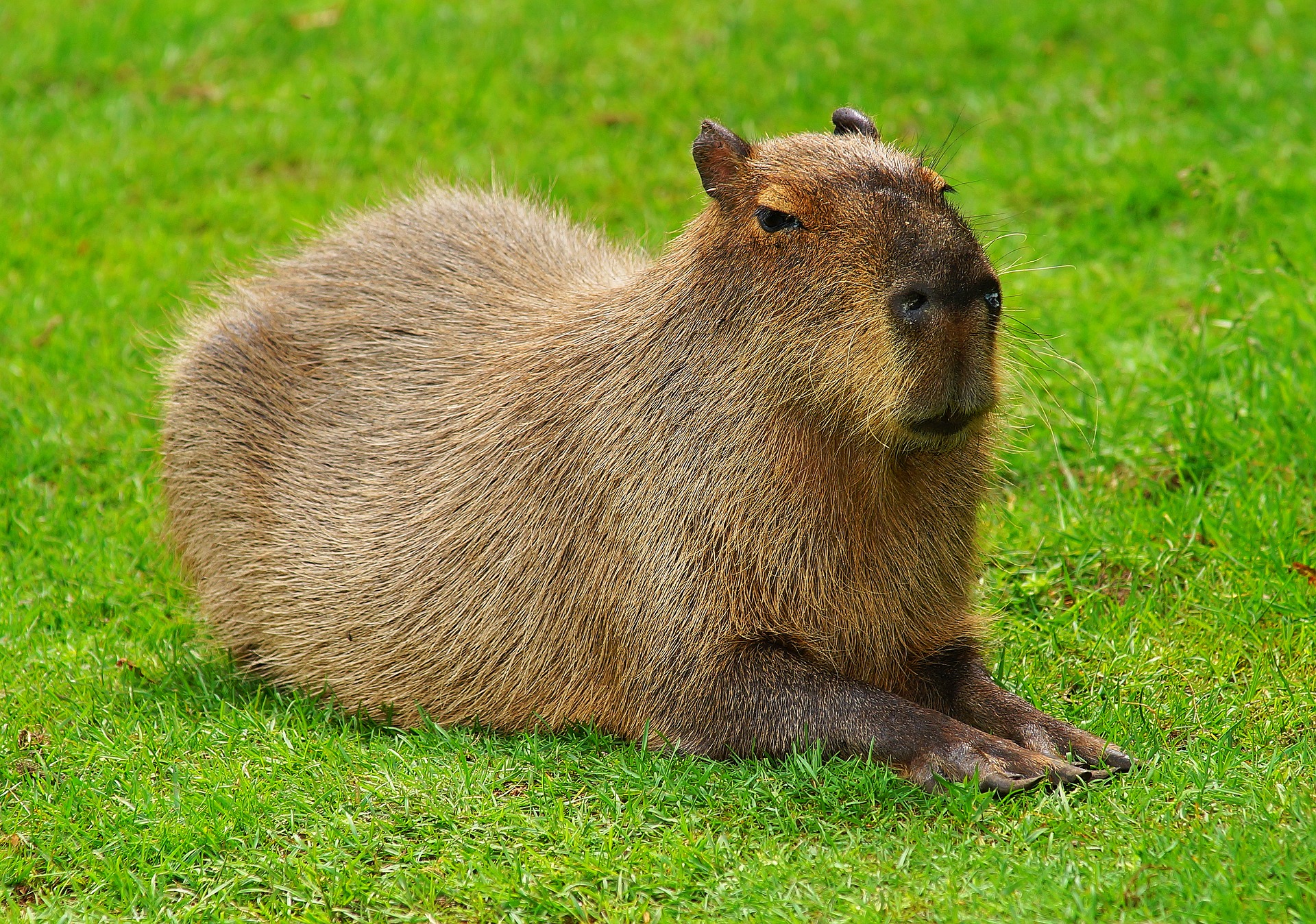 capybara-2333512_1920