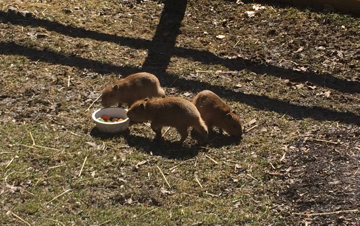 capybara-babies