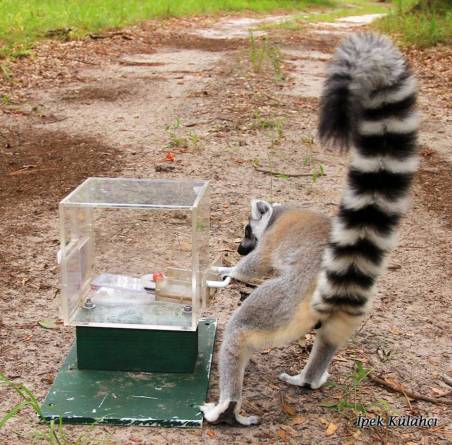 Lemur-box--Ipek-Kulahci.jpg